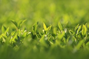 Hedge