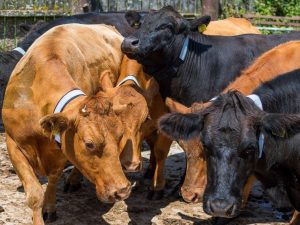 Cows with their reflective neckbands