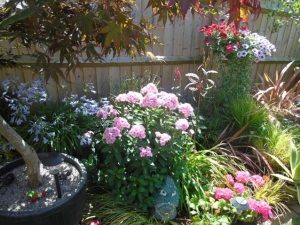 Image of a beautiful garden with some pink flowered shrubs, large red and white flower plants and an acer tree in a pot.